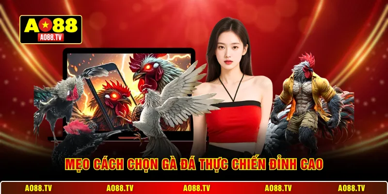Mẹo cách chọn gà đá thực chiến đỉnh cao